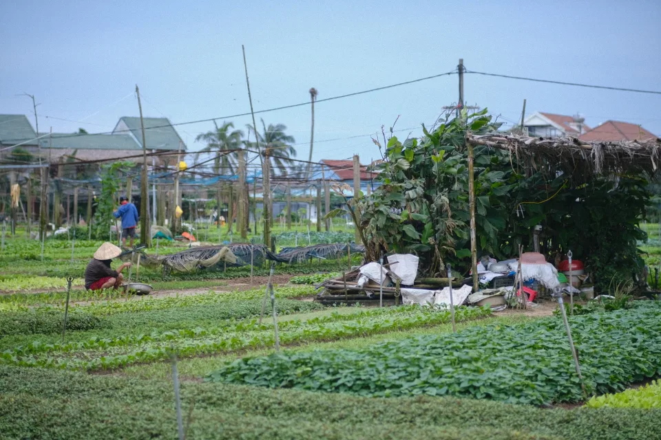 Vườn rau của Nguyễn Thị Thu Tâm 1968